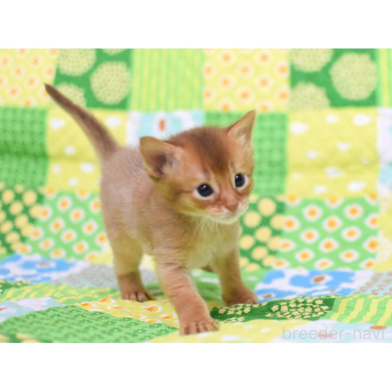 販売中の大阪府のソマリ-126294の4枚目